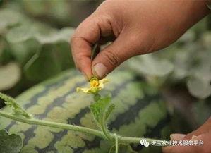 吃瓜功德完结,揭秘娱乐圈背后的真相与启示