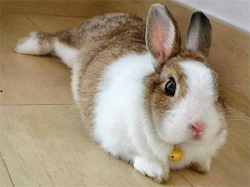 兔飞飞吃瓜,揭秘娱乐圈那些不为人知的幕后故事