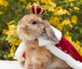 兔飞飞吃瓜,揭秘娱乐圈那些不为人知的幕后故事