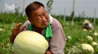 群众吃瓜怎么拍摄,镜头下的趣味生活