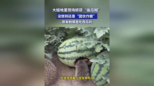 地里偷瓜吃