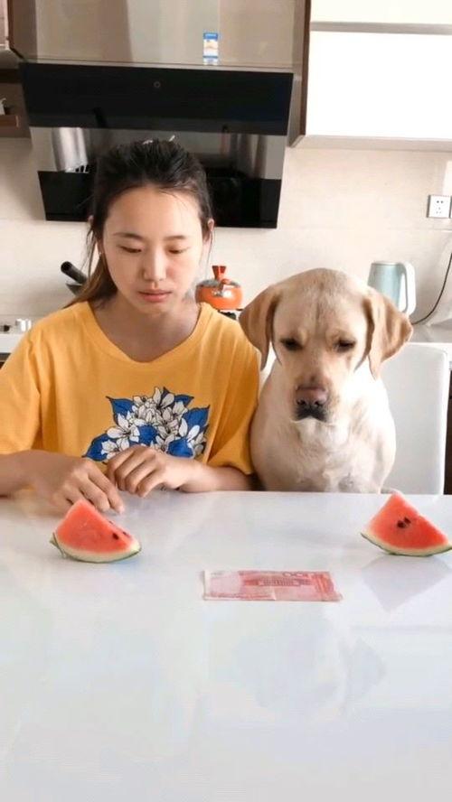 手机桌面吃瓜视频,揭秘娱乐圈幕后故事