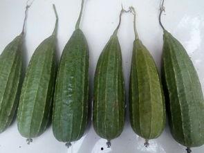 什麼瓜可以吃,揭秘哪些瓜类可以食用