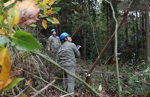 广西电力吃瓜,瓜分能源市场，助力绿色发展