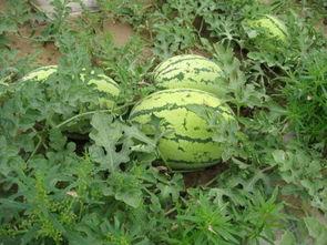 在京城吃瓜,揭秘京城街头巷尾的热辣吃瓜故事