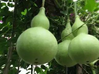 葫芦瓜蒸多久熟了吃,葫芦瓜蒸至恰到好处的烹饪时间揭秘