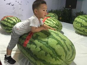 贺州吃瓜群众事件