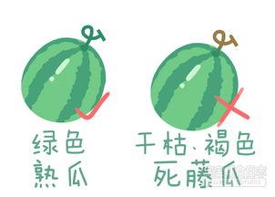 种瓜吃瓜卖瓜的故事原文