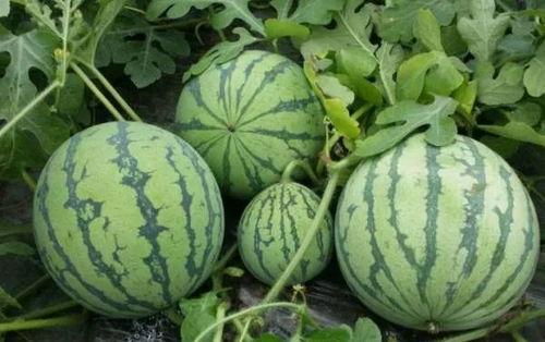 加维吃瓜,揭秘娱乐圈的甜蜜与苦涩