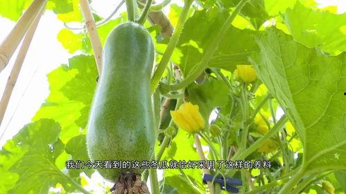 广东叶同学吃瓜,揭秘网络热议背后的真相