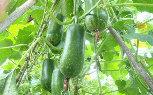 壮瓜怎么吃,探索美味与营养的完美结合