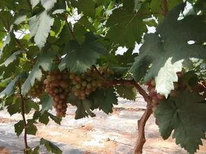 吃邹城的瓜,品味田园生活