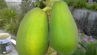 目瓜可以直接吃,直接食用尽享自然美味