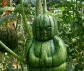 网友在网上吃瓜,揭秘娱乐圈幕后真相