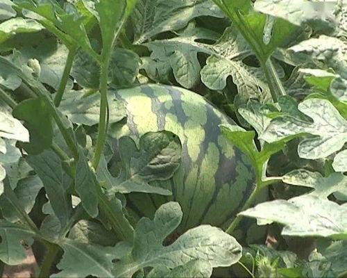 吃瓜另类说法,揭秘吃瓜群众的另类生活态度