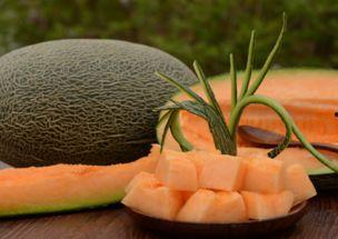 石头人吃哈密瓜,邂逅哈密瓜的甜蜜之旅