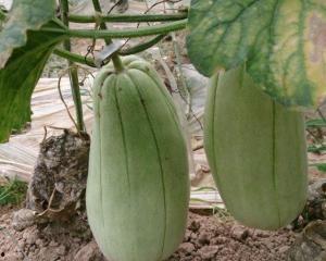 吃脆瓜后呕吐泄泻