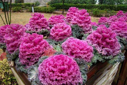 吃瓜博主羽衣甘蓝,揭秘吃瓜博主背后的故事