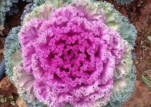 吃瓜博主羽衣甘蓝,揭秘吃瓜博主背后的故事