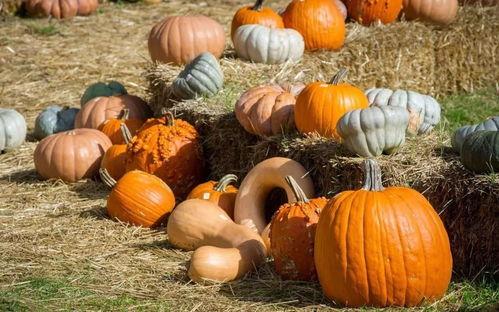 吃瓜一班,揭秘校园里的“瓜田”趣事