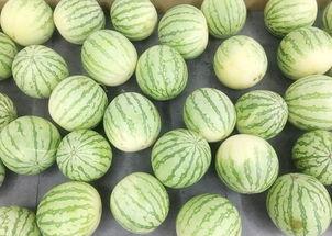 吃瓜一班,揭秘校园里的“瓜田”趣事