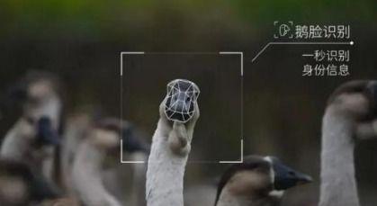 吃瓜鹅厂视频,一场娱乐与科技的跨界盛宴