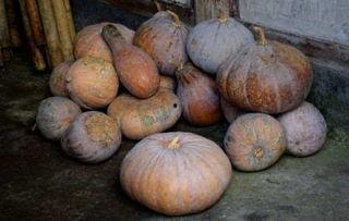 蓝瓜怎么吃有毒