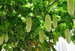 腰疼可以吃凉瓜,腰疼不适？试试凉瓜缓解不适感