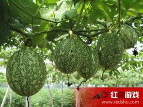 吃吊瓜便秘不,吊瓜食用与便秘关系探讨