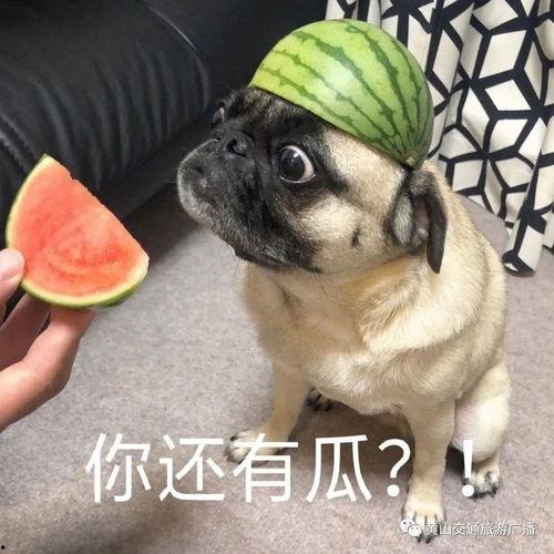 吃瓜得瓜求锤得锤,揭秘网络舆论背后的真相