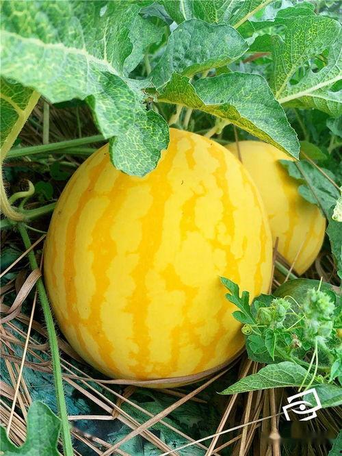 清海吃瓜,揭秘娱乐圈幕后真相