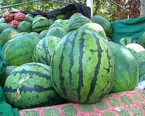 很长的瓜是什么瓜怎么吃,如何品尝这独特的美食佳肴