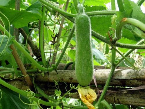 很长的瓜是什么瓜怎么吃,如何品尝这独特的美食佳肴