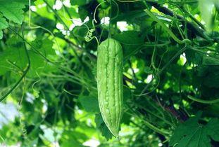 夏天吃的瓜根叫什么,揭秘夏日消暑佳品