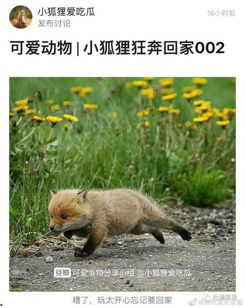 狐狸在吃瓜,瓜香四溢引围观