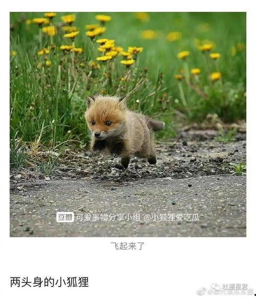 狐狸在吃瓜,瓜香四溢引围观