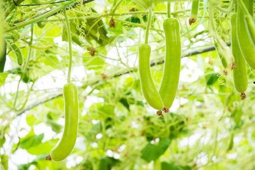 雨竹吃瓜,揭秘娱乐圈幕后故事