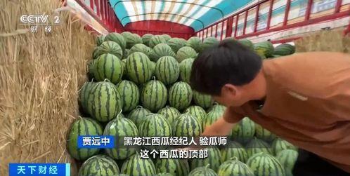 紫蓝瓜可以吃吗,揭秘其食用价值与食用方法