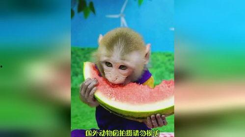 吃瓜猴子表情,揭秘网络时代的表情文化新宠