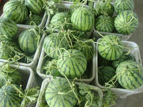 新海天男朋友吃瓜,瓜田里的爱情故事