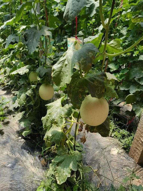 沧州信誉楼吃瓜,吃瓜群众的美食盛宴