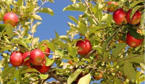 梦见去世的父亲吃瓜