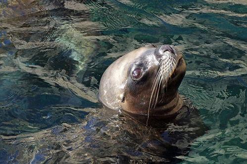 观赏海狗吃瓜视频大全,趣味吃瓜视频大盘点