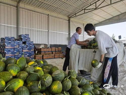 民勤老人吃瓜视频,感受乡村生活的悠闲与快乐