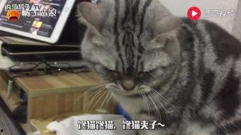 吃瓜的小馋猫