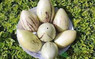 头痛可以吃茄瓜