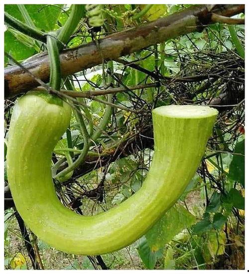 吃瓜长大的意思