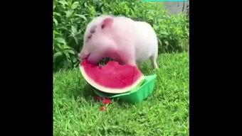 小猪咪吃瓜,小猪咪的瓜田奇遇记