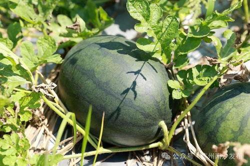 吃瓜的来这里,吃瓜群众眼中的明星生活