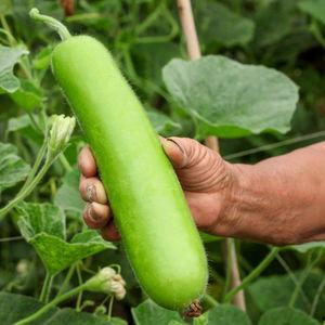 吃瓠瓜尿多,揭秘吃瓠瓜尿多背后的神奇功效